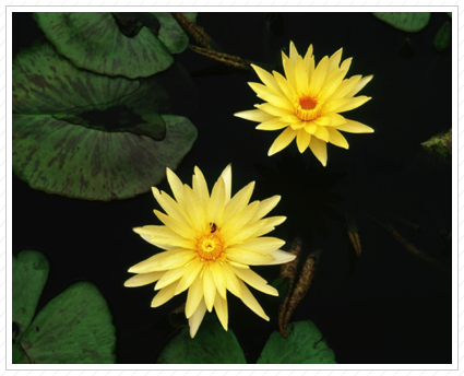 Water Lilies, NYBG